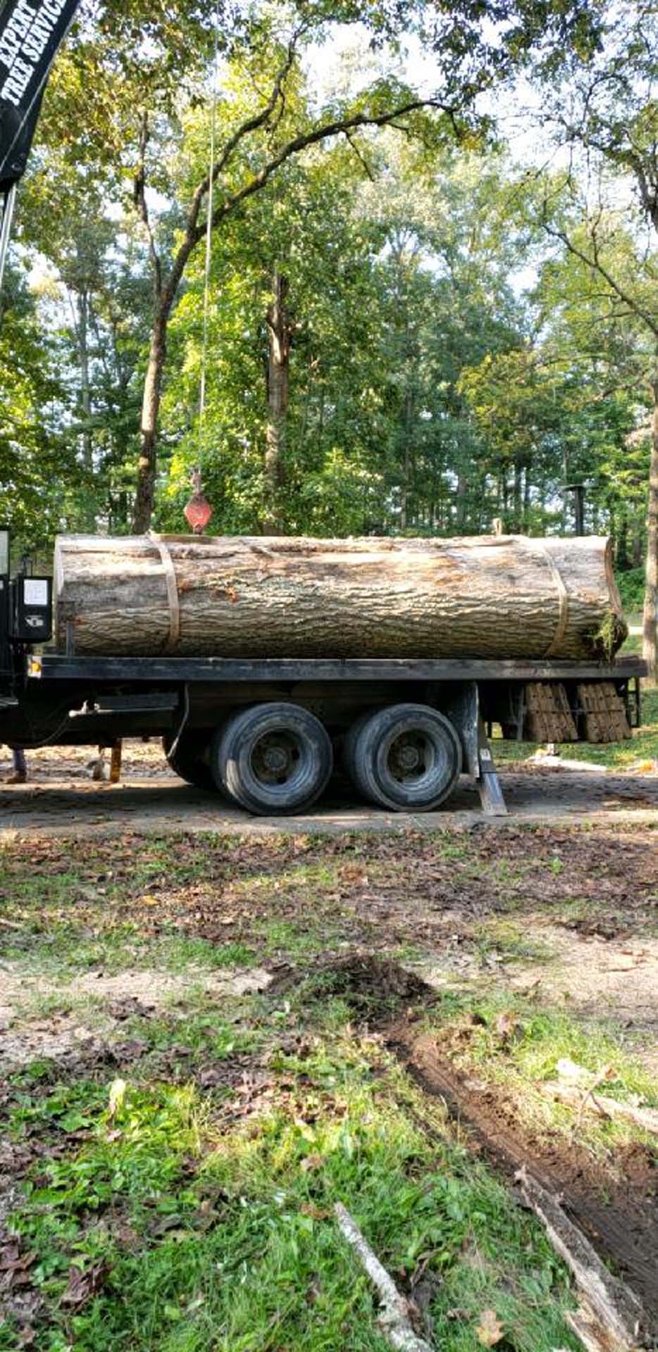 Tree Trunks On A Flat Bed Truck