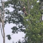 Expert Tree Trimming Services to Elevate Your Landscape in 2024