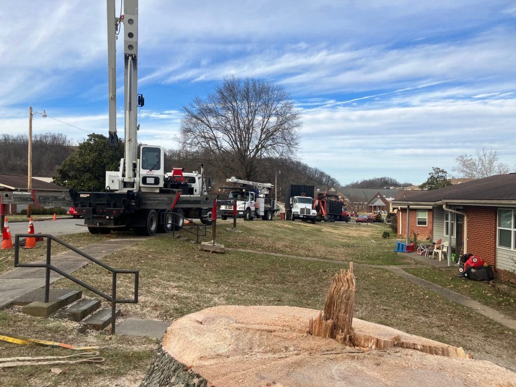 Stump Removal in Mount Carmel 1